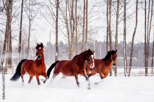 Three bay horses playing in the snow in winter