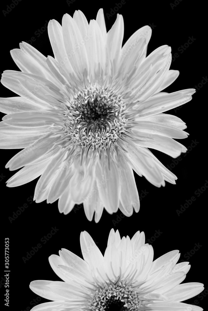 Fototapeta premium Black & white daisy close-up