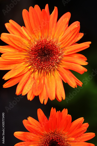 bright orange daisy close-up