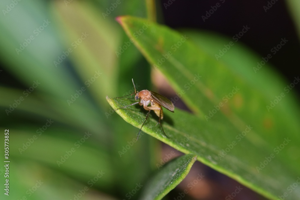 Fungus Gnat perched on an Oleander leaf in Houston, Texas during the night hours. Fond of damp environments, they are a common pest in the US that spread pathogens through plants. Fungus Gnat perched on an Oleander leaf in Houston, Texas during the night hours. Fond of damp environments, they are a common pest in the US that spread pathogens through plants.