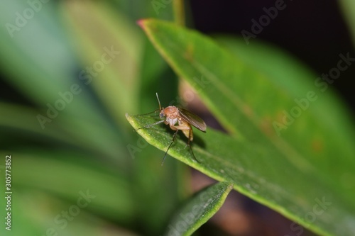 Fungus Gnat perched on an Oleander leaf in Houston, Texas during the night hours. Fond of damp environments, they are a common pest in the US that spread pathogens through plants.