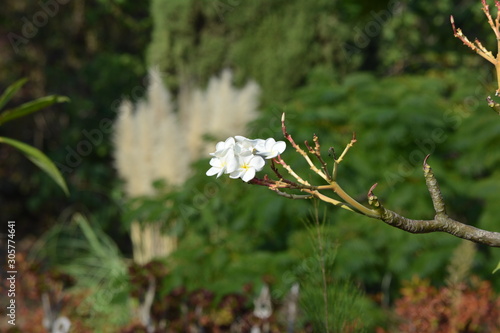 tree fingers and flower 