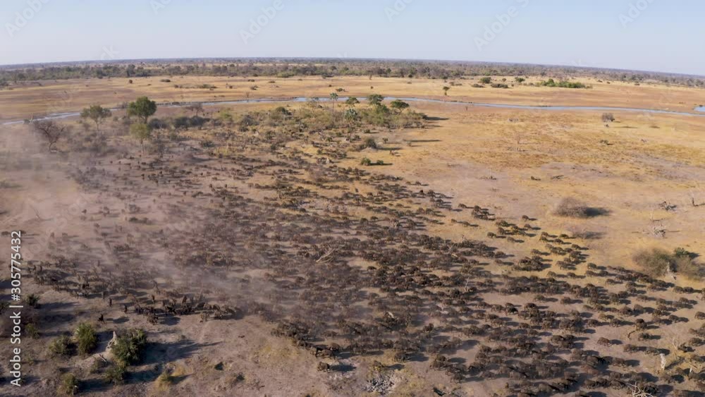 Aerial view of an extremely large herd of Cape buffalo walking in the Okavango Delta, Botswana Aerial view of an extremely large herd of Cape buffalo walking in the Okavango Delta, Botswana