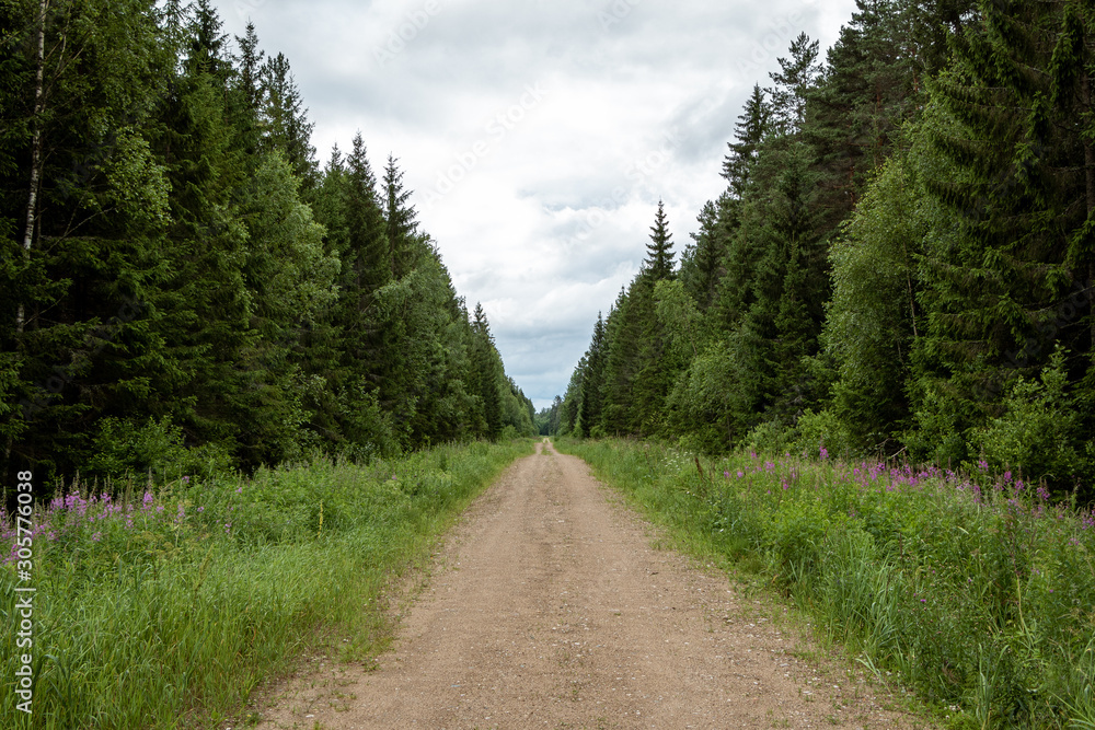 Forest road with trees and long grass and wild flowers on a  cloudy summer day