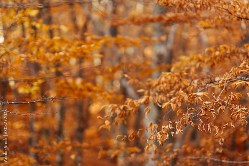 Collection of Beautiful Colorful Autumn Leaves yellow, orange, red