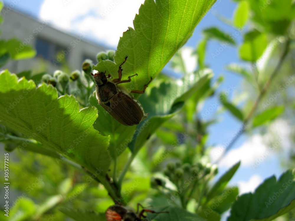 Beetle Beetle