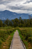 Wooden walking path on One Mile Lake with green vibrant plants and leafs. Picture taken in Pemberton, British Columbia (BC), Canada, on a cloudy summer day.