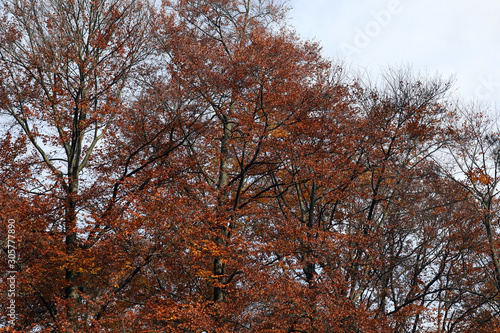 Buntes Herbstlaub rote und gelbe Blätter