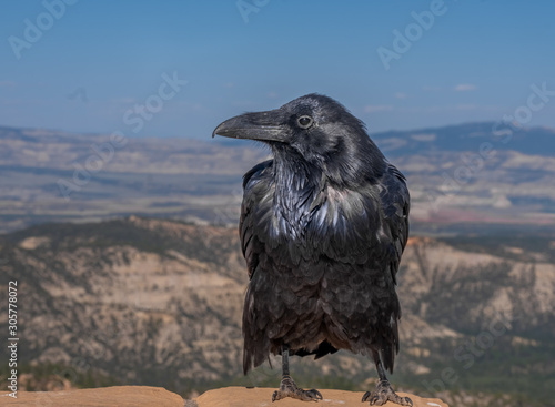 A huge raven on the Rim of Bryce Canyon National Park, Utah, USA
