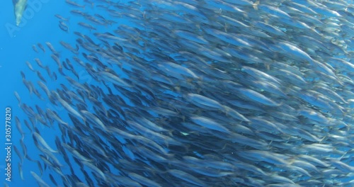 Bait ball of sardines and Mackerel in Magadalena Bay, Baja Califonnia Sur, Mexico.