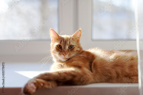 Wallpaper Mural cute red cat    on   windowsill Torontodigital.ca