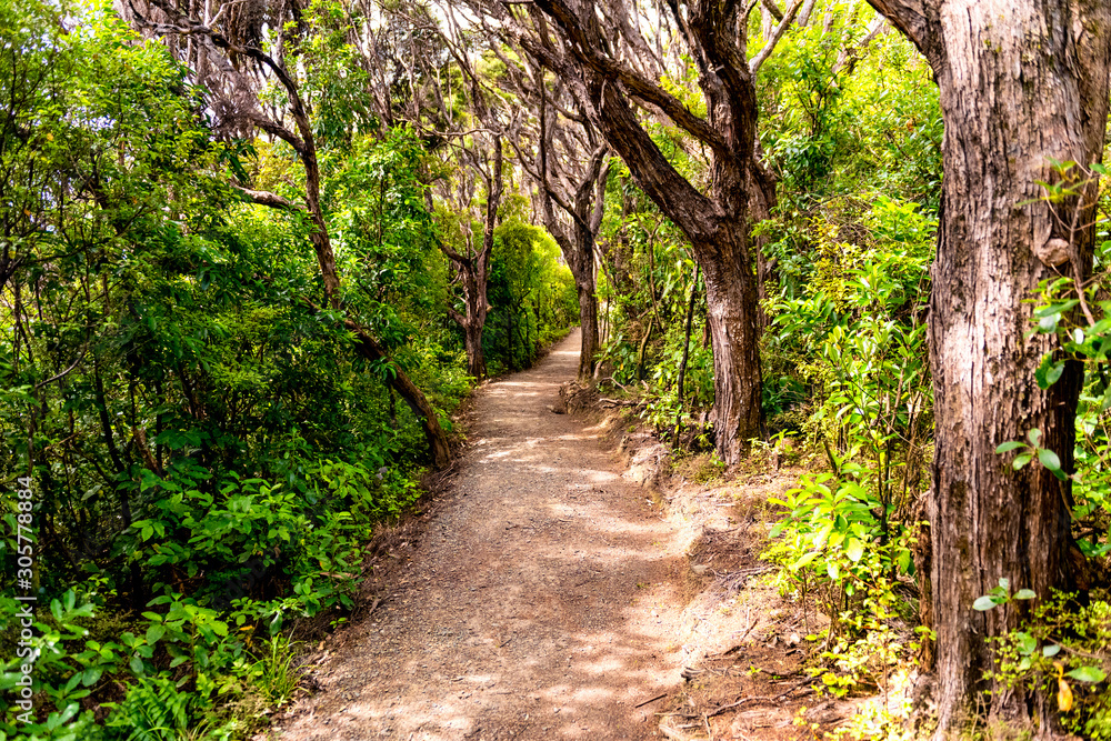 Hiking trail in Abel Tasman National Park