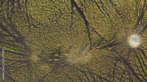 Straight down high aerial view of a herd of Lechwe antelope in the swamps of the Okavango Delta,Botswana