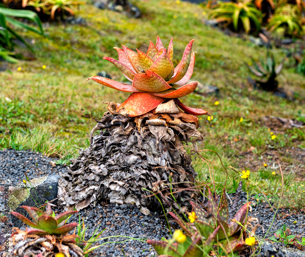 Agave species with yellow, red-rimmed thick leaves