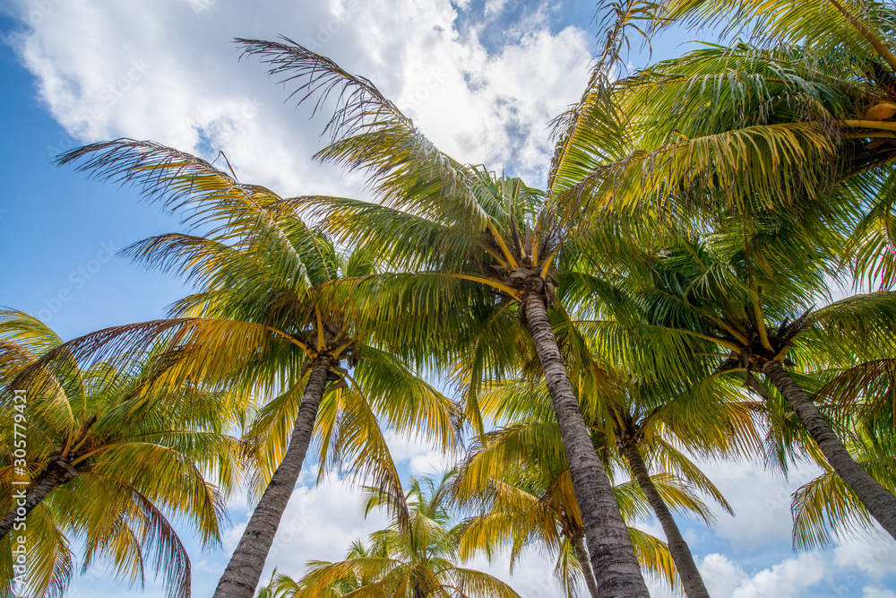 custom made wallpaper toronto digitalCups of palm trees in the Caribbean sun