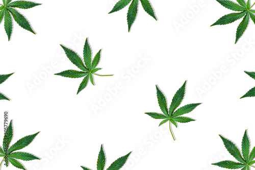 Hemp or cannabis leaf isolated on white background. Top view  flat lay.