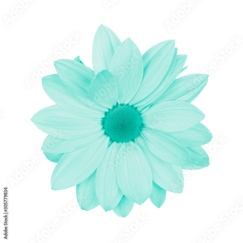 Blue daisy, chamomile or chrysanthemum macro photo isolated . © esvetleishaya
