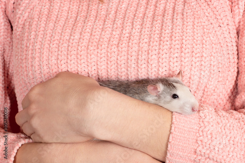 The girl in pink pullover neatly and gently holds a cute gray rat close up.