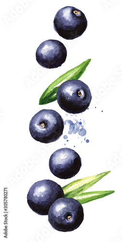 Falling ripe acai berries, vertical composition. Watercolor hand drawn illustration, isolated on white background