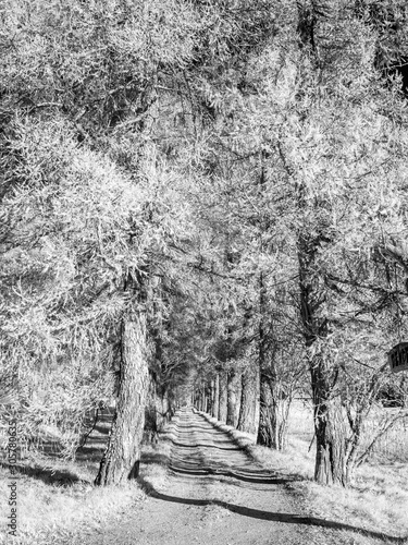 surreal false color infra red tree alley