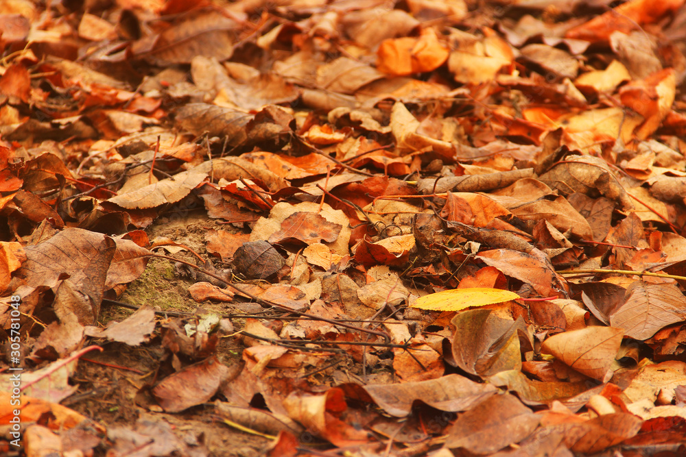 Background from yellow leaves. Beautiful autumn