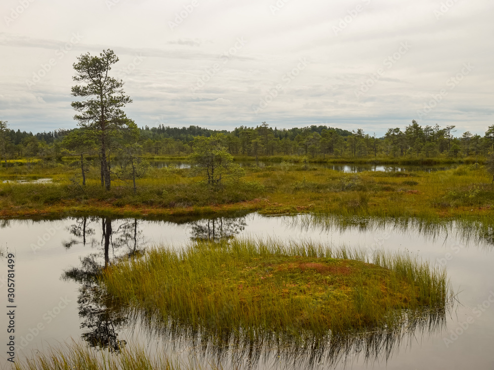 bog landscape with small bog pines, grass, moss and dark bog lake