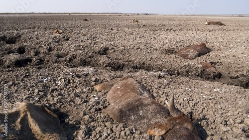 Climate change.Aerial tilt-down close-up view of a cow taking its last breath, surrounded by carcasses on the dry Lake Ngami due to drought and climate change, Okavango Delta, Botswana photo