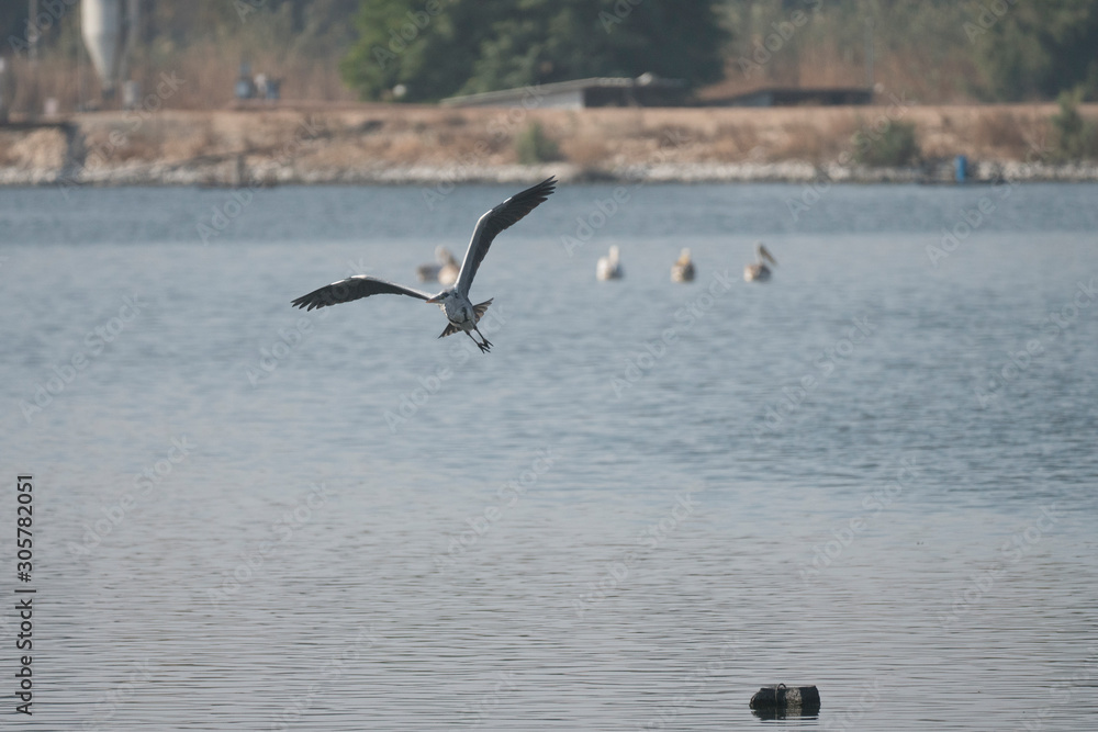 Birds flying