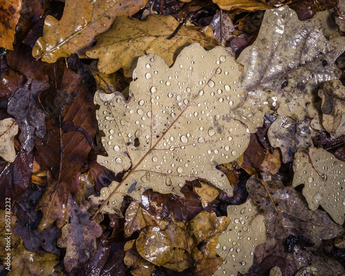 A close up of fallen autumn leaves covered in raindrops.