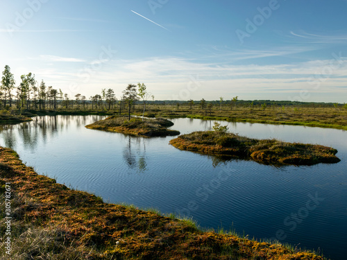 Fototapeta Naklejka Na Ścianę i Meble -  bog landscape with small bog pines, grass, moss and dark bog lake