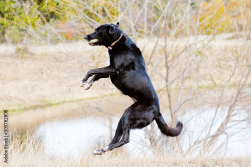 Playful dog jumping to catch ball outdoors, healthy and active canine.