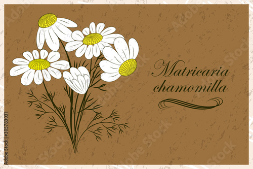 A bouquet of daisies on a beige background. Vector illustration of delicate white flowers with their Latin name matricaria chamomilla