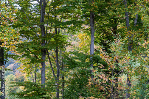 Bosque verde