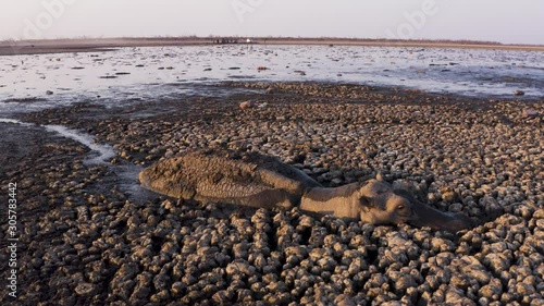 Climate change.Aerial close-up view of a desperate hippopotamus stuck in thick mud in the drying up Lake Ngami due to drought and climate change, Okavango Delta, Botswana photo