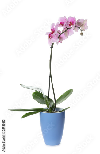 Beautiful potted Phalaenopsis orchid isolated on white