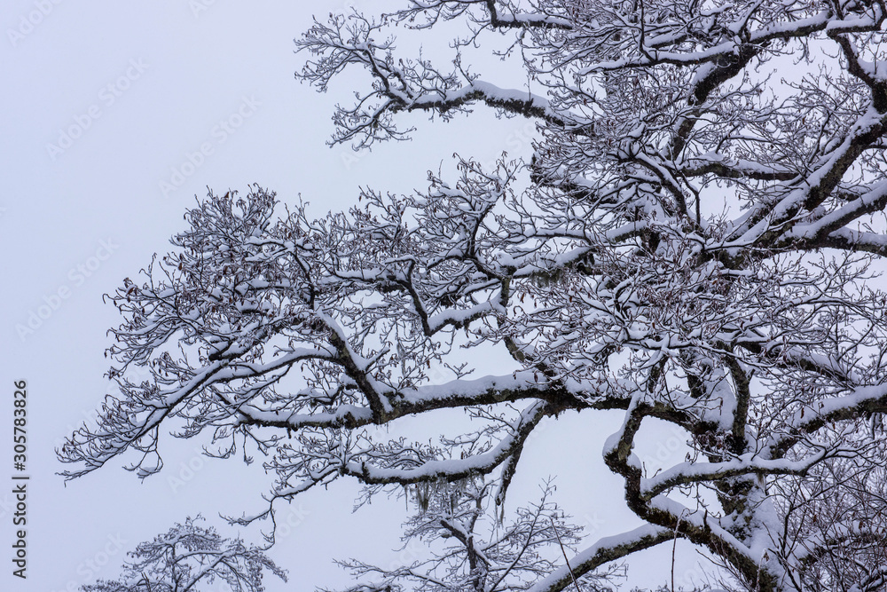 tree in winter tree in winter