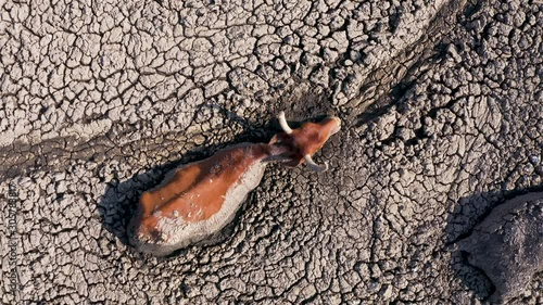 Straight down aerial view of a cow drowning in thick mud from the drying up Lake Ngami due to drought and climate change,Okavango Delta, Botswana photo