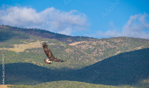 Wild golden eagle  Capitol Reef National Park  south-central Utah  USA