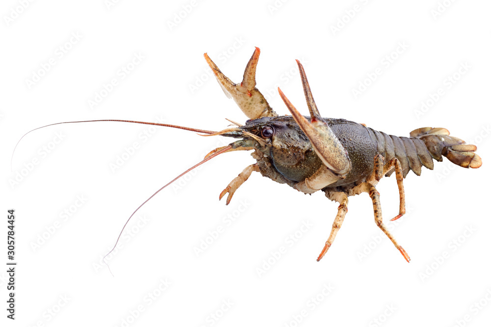 Crayfish, crawfish isolated on the white background. Crayfish, crawfish isolated on the white background.