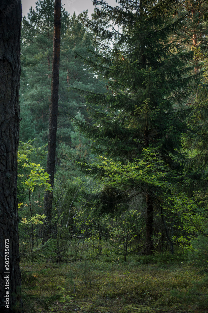 Trees in the forest