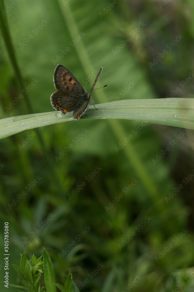 Obraz premium Butterfly on leaf