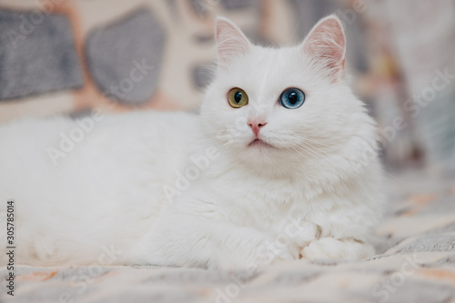 animal with eyes of different colors. Odd-eyed cat with blue and almond eyes. Heterochromia. Turkish Angora cat lies on a spotty background.