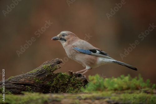 European jay feeding