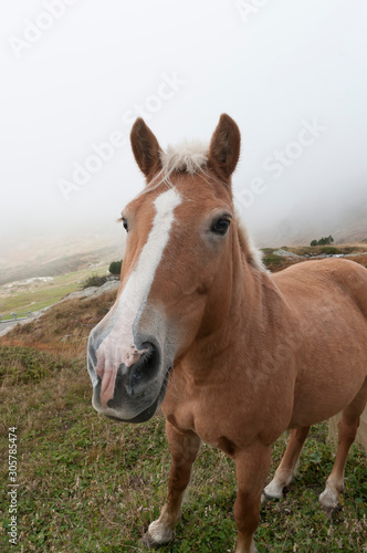 Cavallo di montagna © alb470