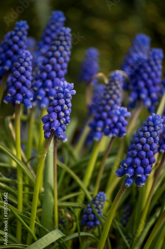 Grape hyacinth blue flower
