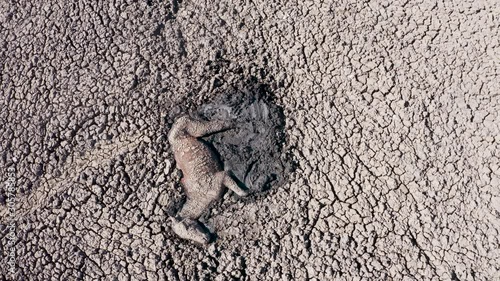 Climate change.Aerial view of a horse lying trapped in thick mud of the  drying up Lake Ngami due to drought and climate change, Okavango Delta, Botswana photo