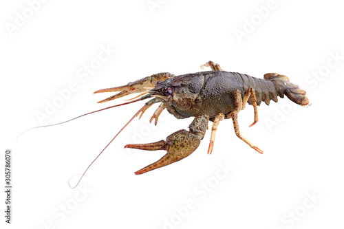 Crayfish  crawfish isolated on the white background.