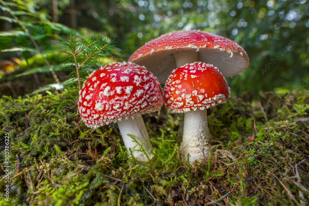 Red toad stools actual name - Fly Agaric (Amanita muscaria) Red toad stools actual name - Fly Agaric (Amanita muscaria)