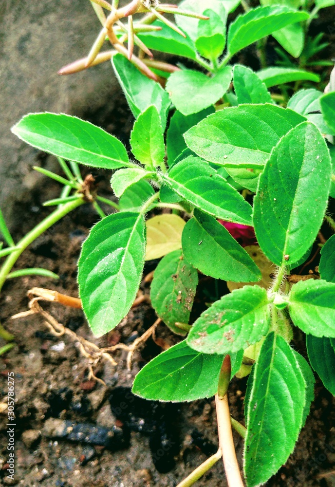 custom made wallpaper toronto digitalgreen plant in the garden