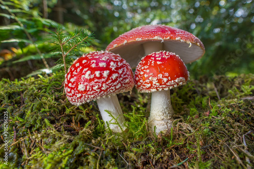 Red toad stools actual name - Fly Agaric (Amanita muscaria)